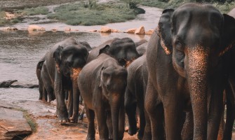 Elephants May Never Forget Their Passwords, But People Need Keeper Security